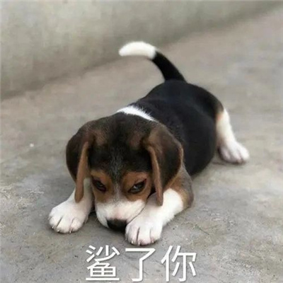 让你聊天变的有趣的表情