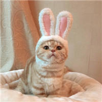 可爱有趣萌萌的猫咪情侣头像