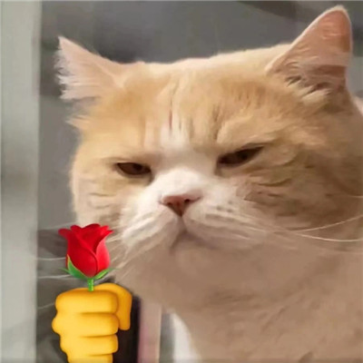 猫猫送花超萌超可爱表情包