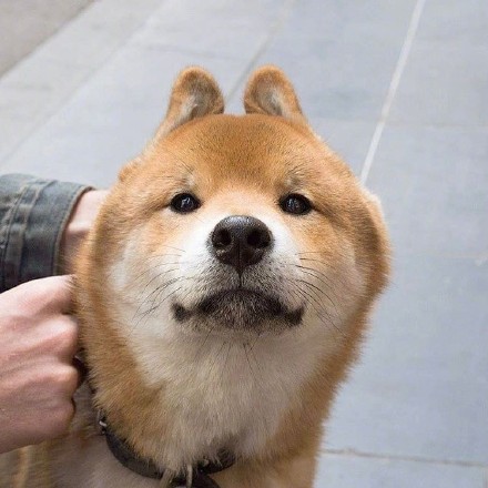 小可爱柴犬微信头像