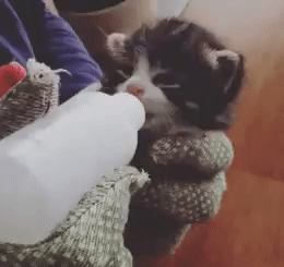 小奶猫喝奶萌态动态微信表情包