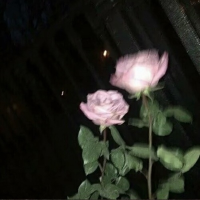 最新静物伤感头像孤独朋友圈配图