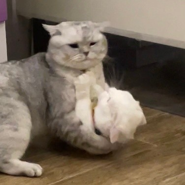 奶盖和九爷猫咪禁止发动色色卡微信表情包