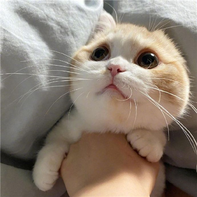 可爱又好看的小猫咪头像