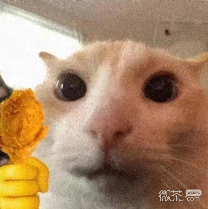 拿玫瑰的小猫咪微信表情包