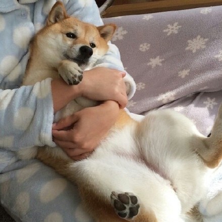 小可爱柴犬微信头像