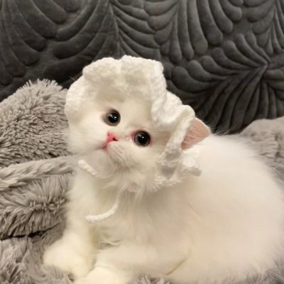 超萌超可爱又招财的猫咪头像