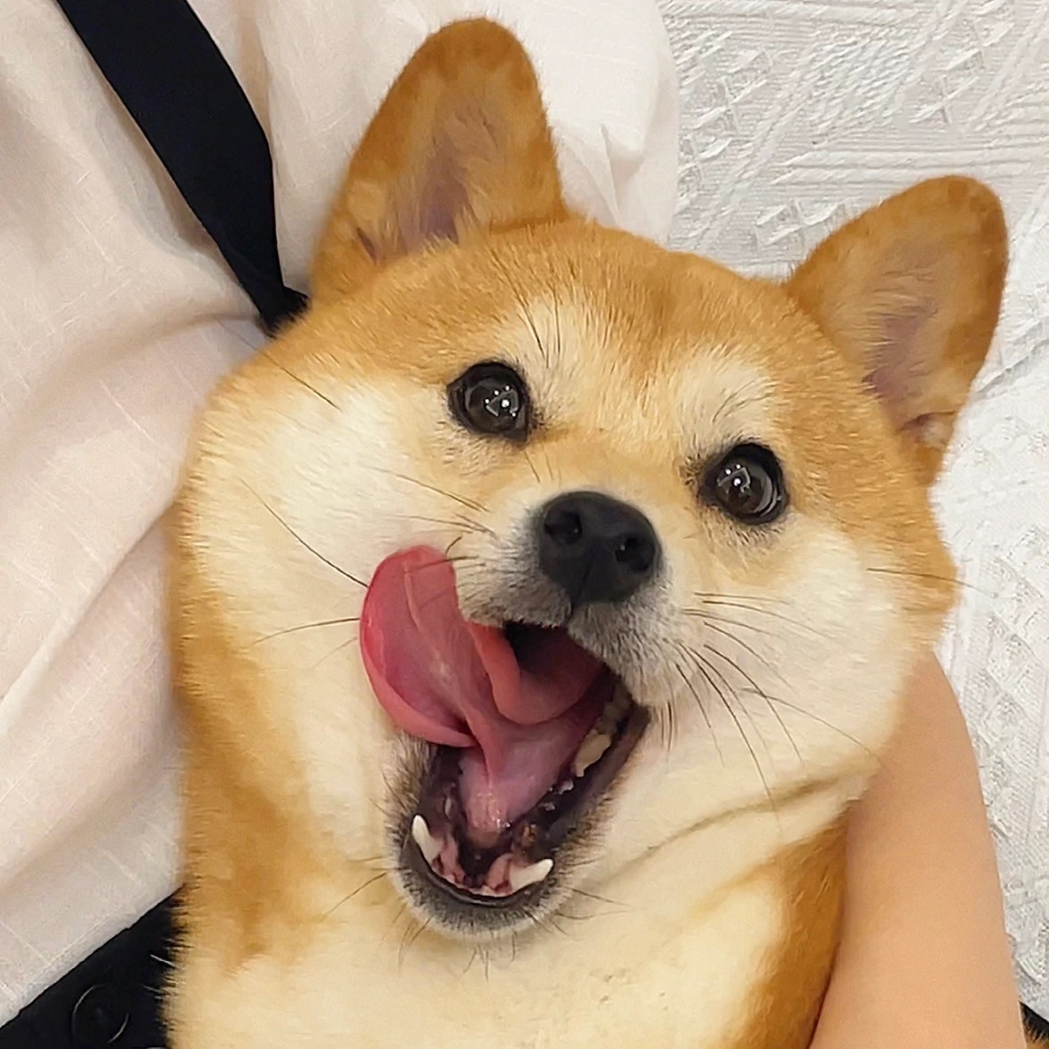 萌宠柴犬微信头像