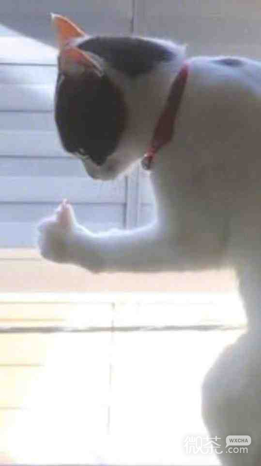 猫猫给你点赞微信表情包