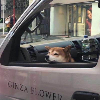 超级可爱的动物狗狗头像