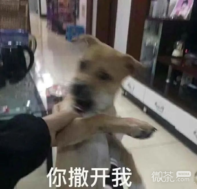 新颖沙雕可爱微信表情包