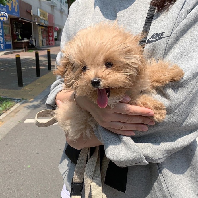 最可爱狗狗微信头像