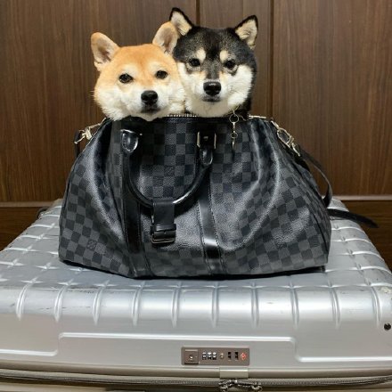 甜甜的柴犬情侣微信头像