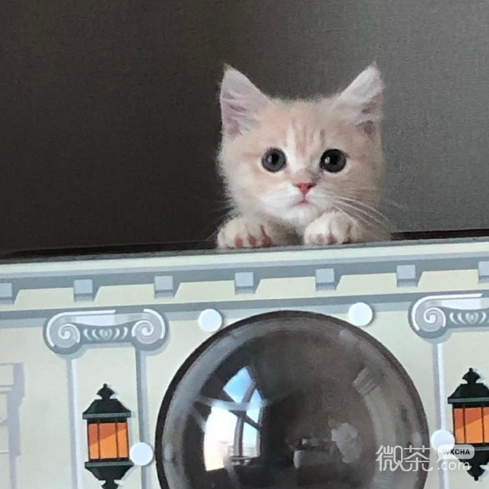 非常可爱的呆萌猫咪微信头像