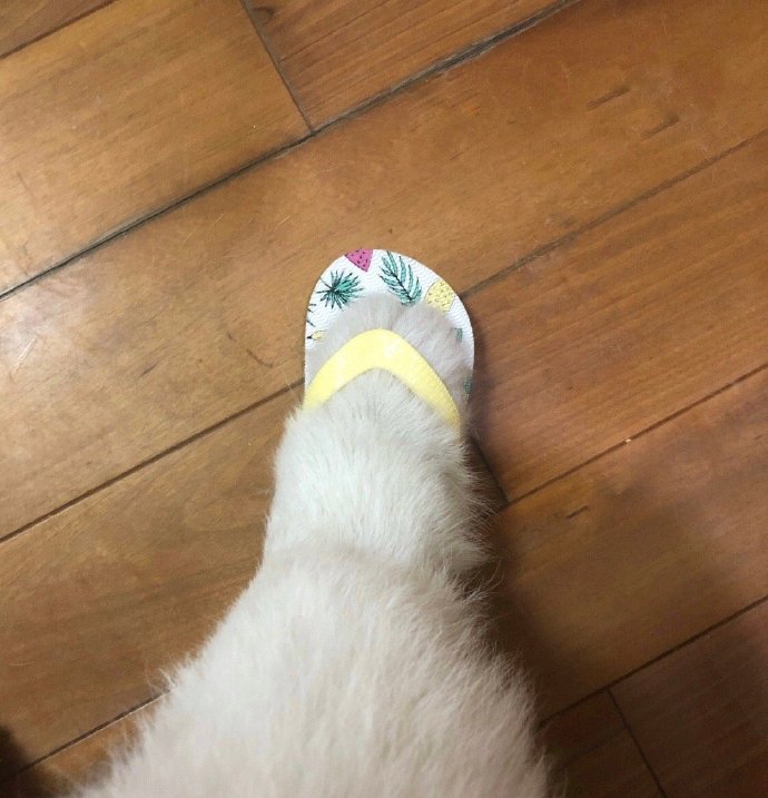 可爱狗狗穿鞋鞋微信头像