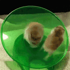 可爱小老鼠动态微信表情包