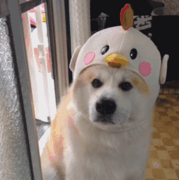 沙雕又搞笑的斗图必备微信表情包