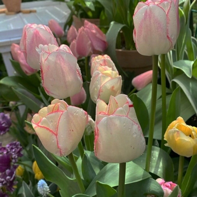 浪漫唯美的鲜花个性微信头像