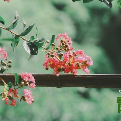 三月专属的唯美意境风景微信头像