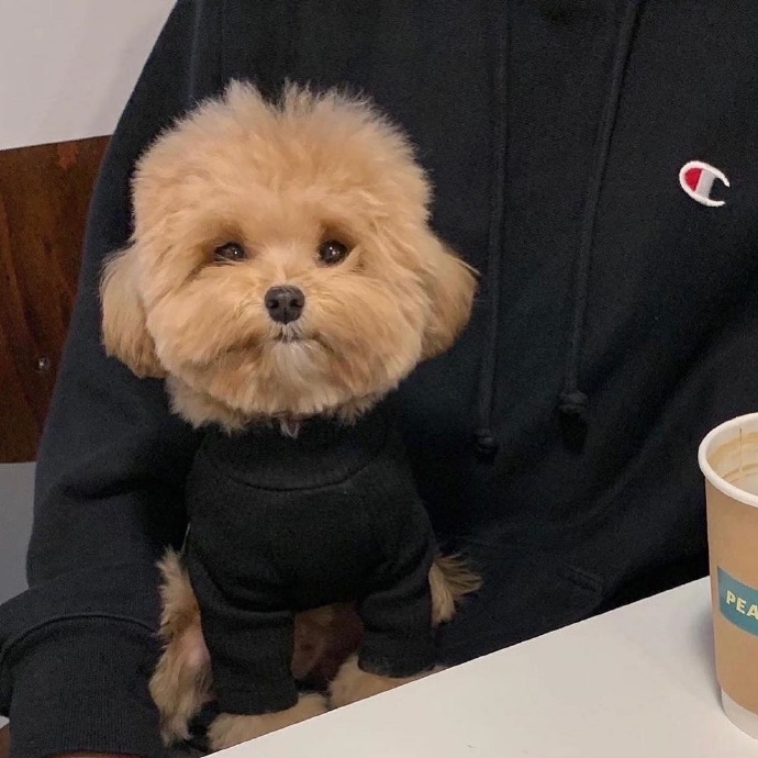 最可爱狗狗微信头像