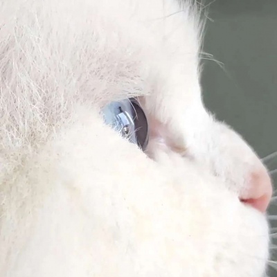 治愈系萌宠可爱微信头像