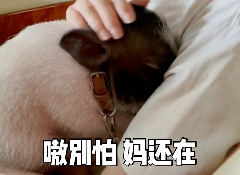 袁冰妍抱着猪猪沈嗷嗷可爱微信表情包