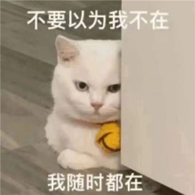 第一次聊天打招呼的表情包