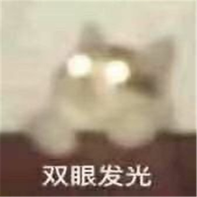 小猫咪超级可爱卖萌表情包