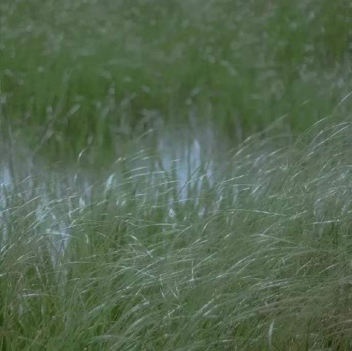 绿色系治愈小清新的微信背景图