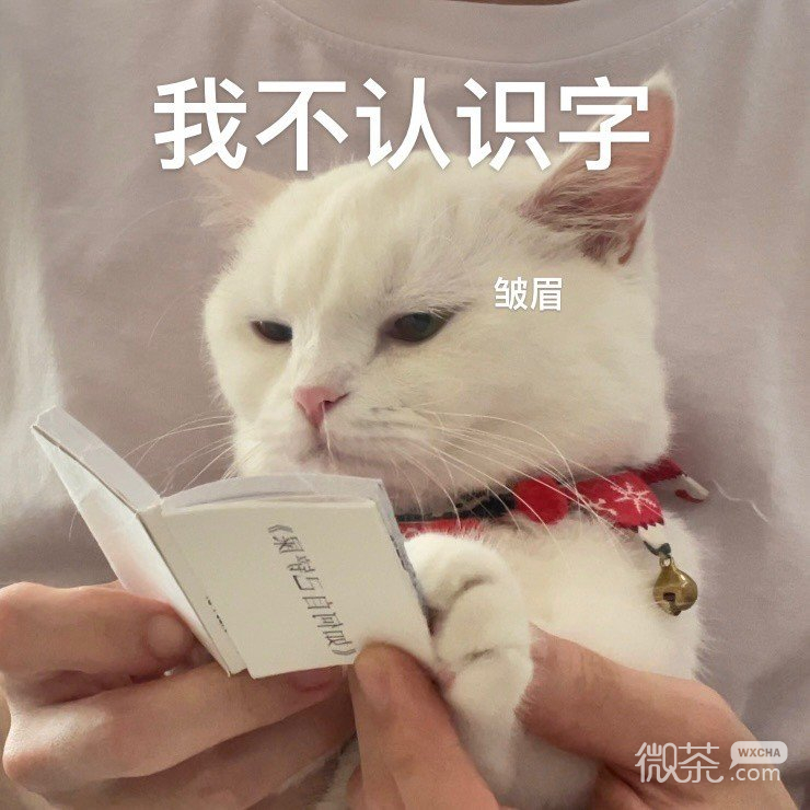 猫猫在线看《如何自己铲屎》可爱微信表情包