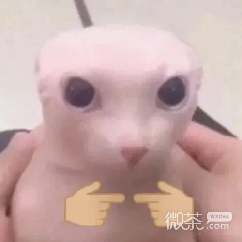 拿玫瑰的小猫咪微信表情包