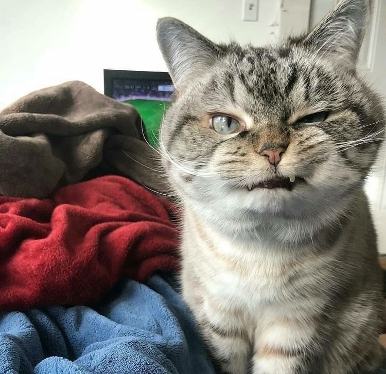 超凶的猫咪微信头像