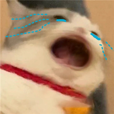 有趣搞怪的大嘴猫表情包