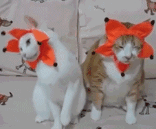 猫猫沙雕动态微信表情包