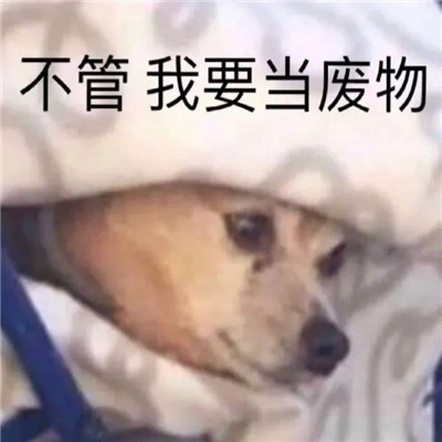 关于自己精准认知搞笑微信表情包