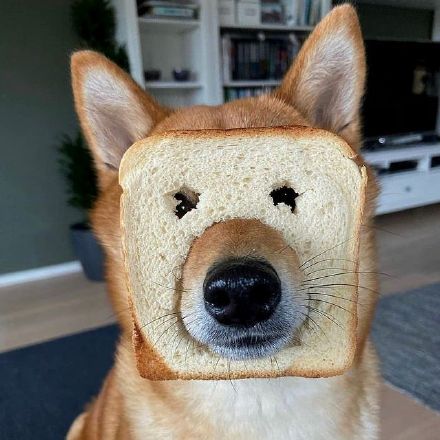 可爱的憨憨小柴犬微信头像