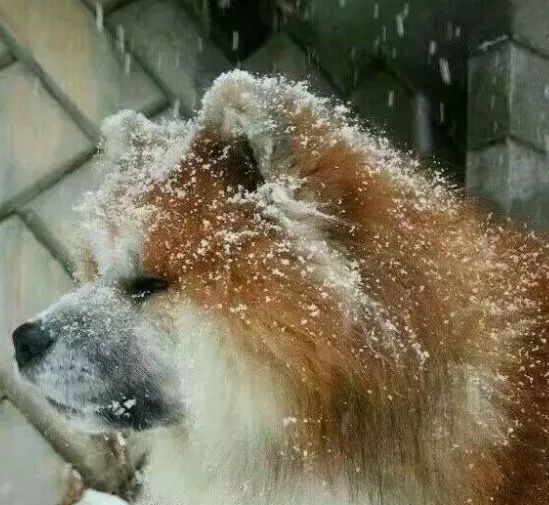 沙雕搞笑的一组情侣微信头像