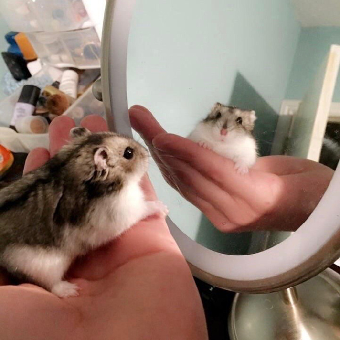 可爱的仓鼠搞怪微信头像