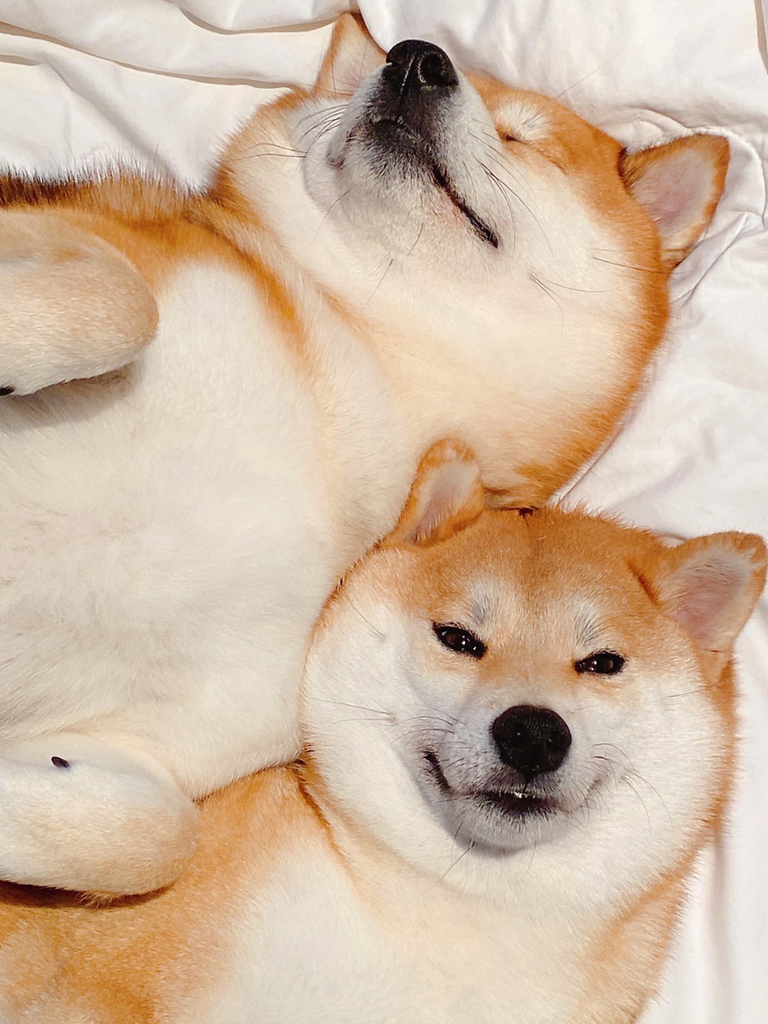 狗狗睡觉情侣微信头像