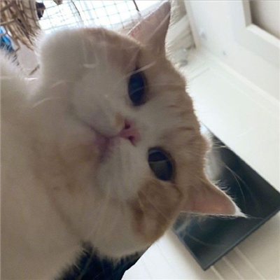 可爱又好看的小猫咪头像
