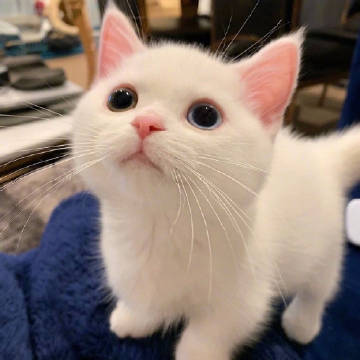 萌化人心的可爱猫猫微信头像