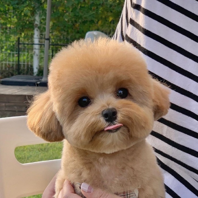 最可爱狗狗微信头像