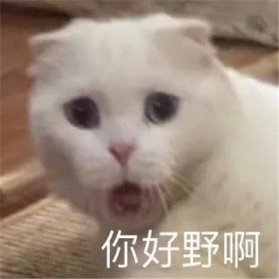 聊天趣味性表情包