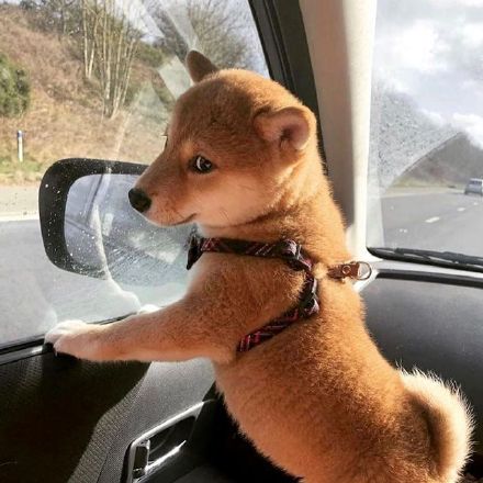 可爱的憨憨小柴犬微信头像