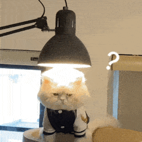 超可爱的小猫咪动态微信表情包