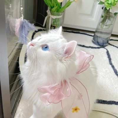 超萌超可爱又招财的猫咪头像