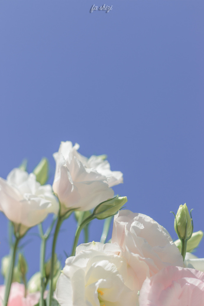 清新到炸裂的微信聊天背景图