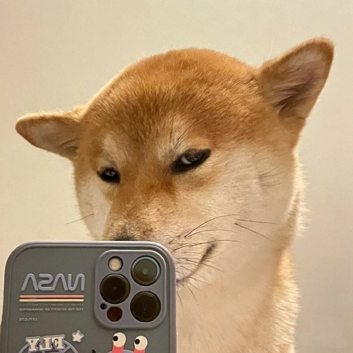 沙雕狗狗自拍微信头像