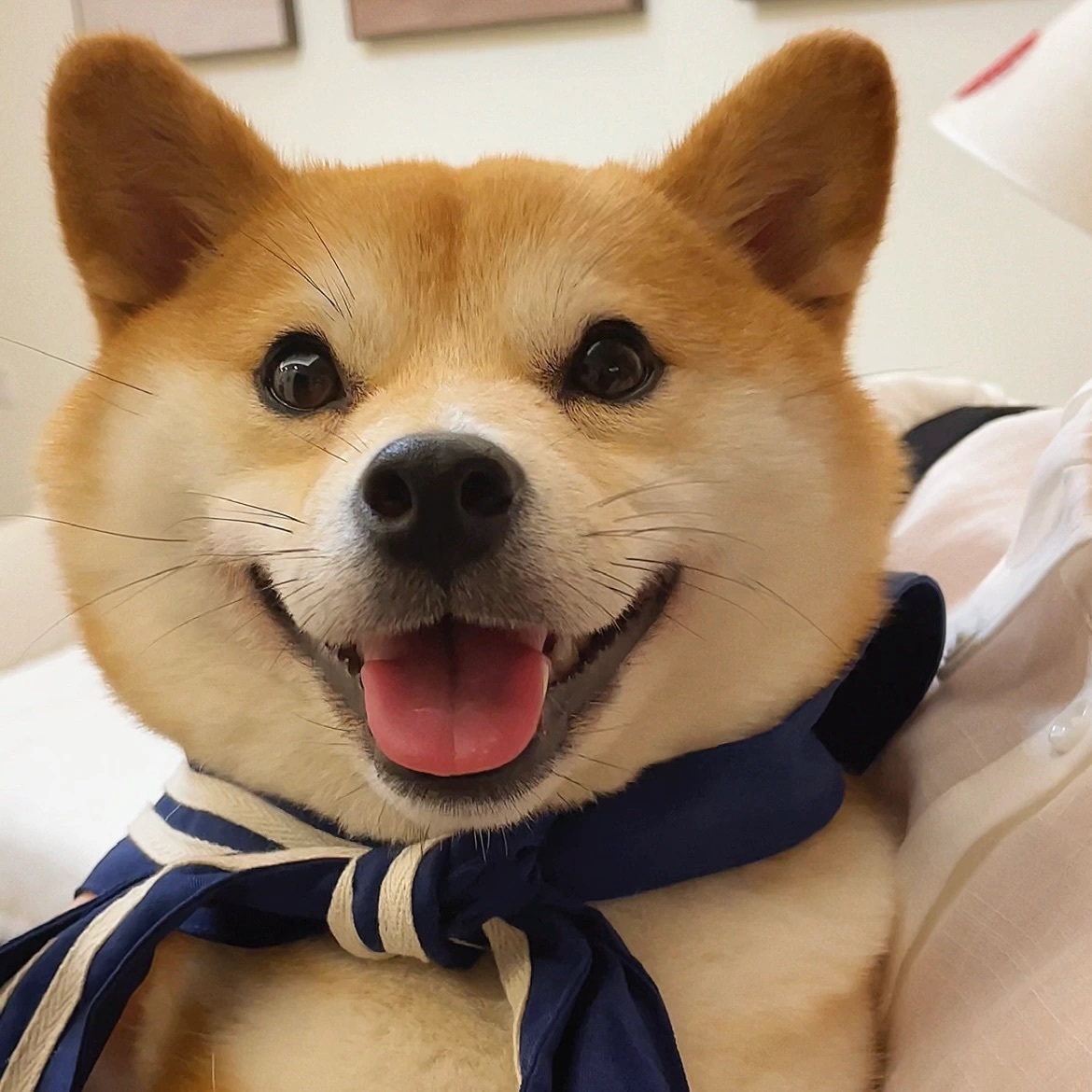 萌宠柴犬微信头像