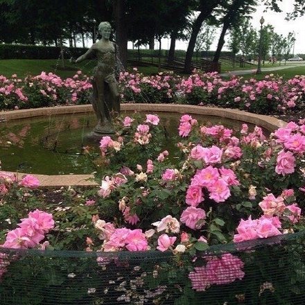 花园中各种各样的花朋友圈配图